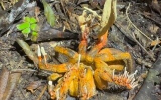 Обнаружение зомби-гриба у паука в Амазонке